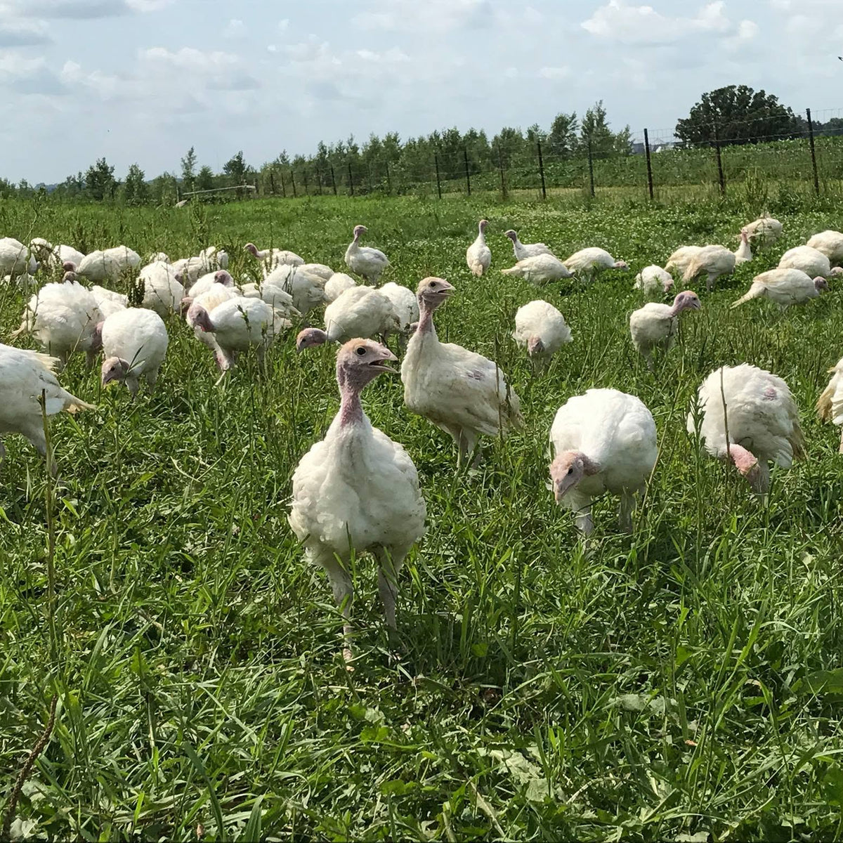 Turkey - Bone In Breast