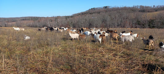 Why We Use Goats for Regenerative Land Management