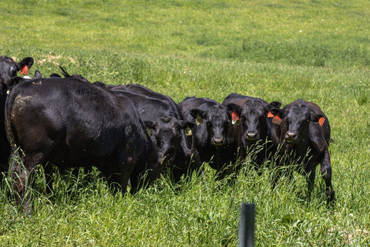 Is Beef Bad for the Planet? How Our "Solar Conversion" Strategy is Carbon Negative