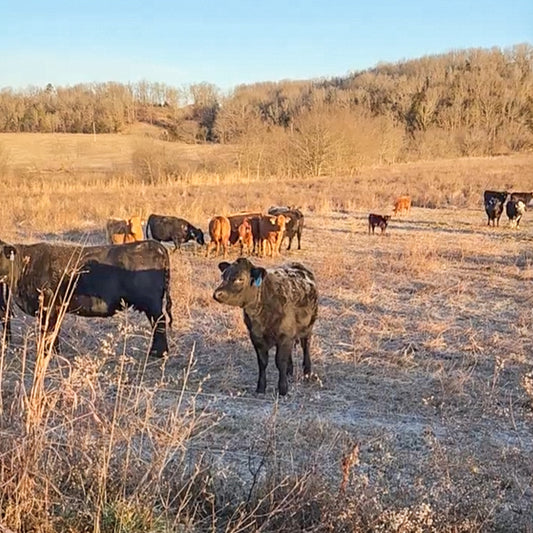 Cows Against the Cold: Life on the Ranch in Winter