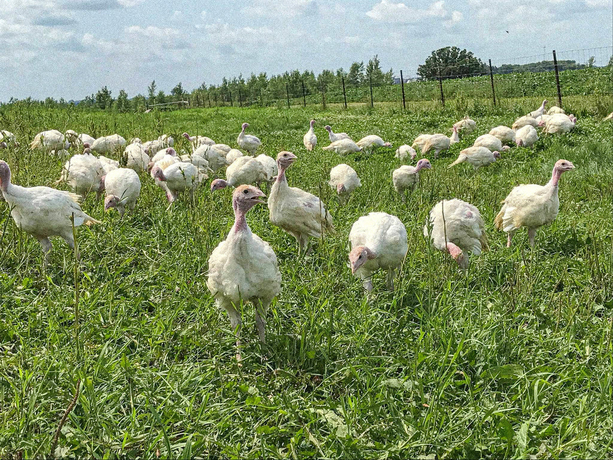 Certified organic pasture-raised turkeys on grass pasture, available for Thanksgiving from Waseda Farms